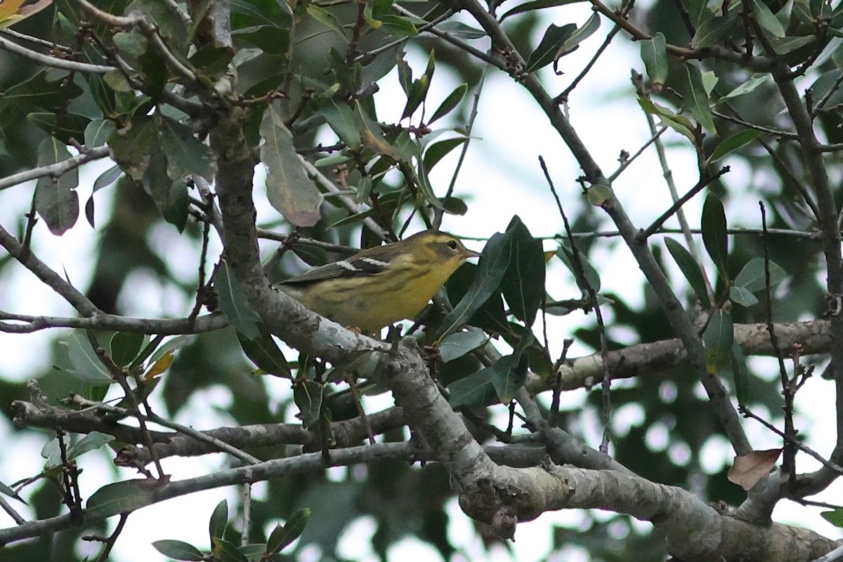 Blackburnian Warbler - ML641601803