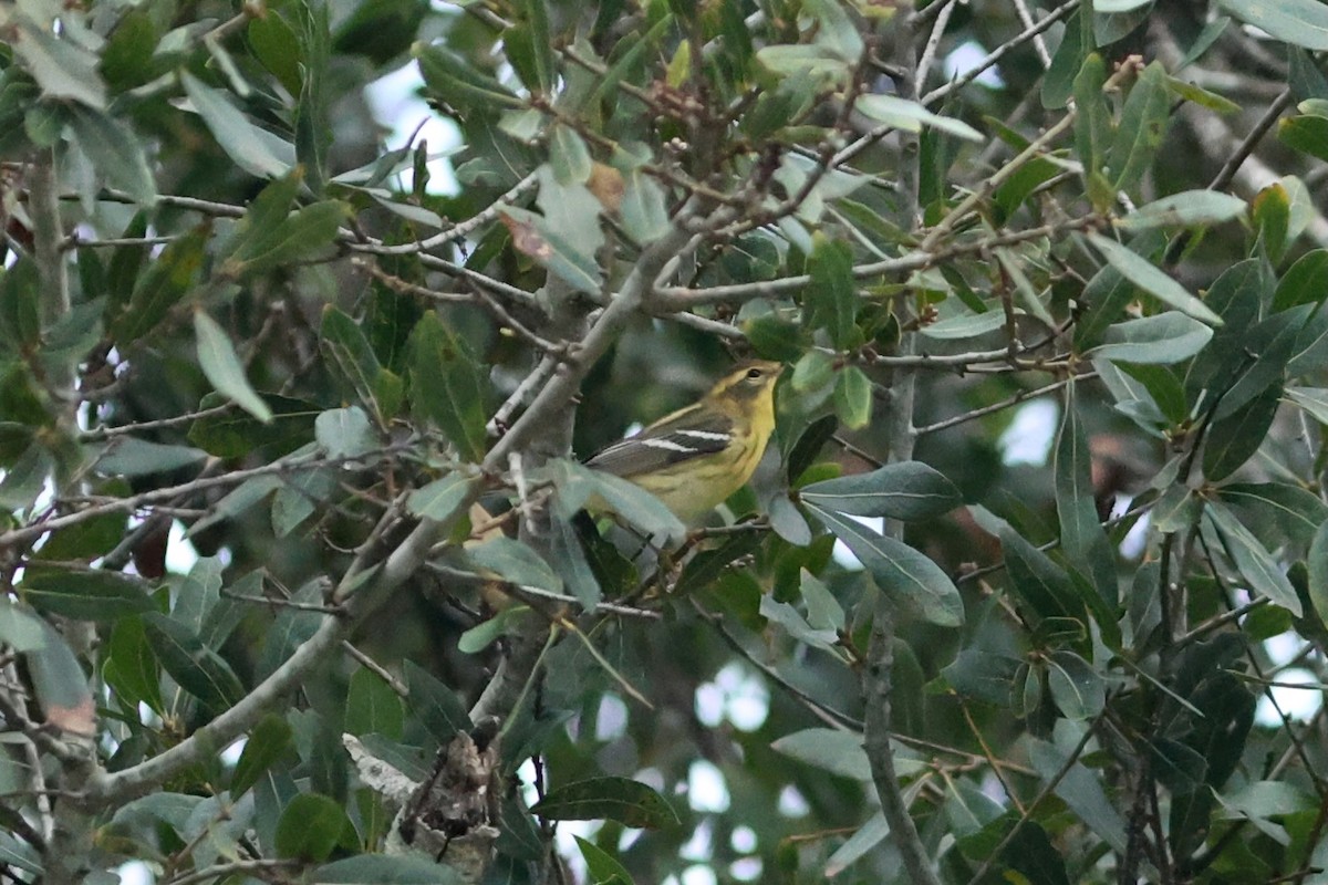 Blackburnian Warbler - ML641601804