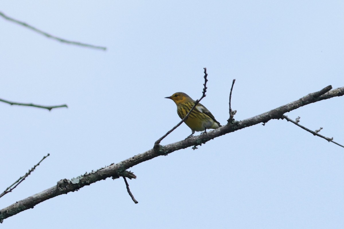 Cape May Warbler - ML641601805