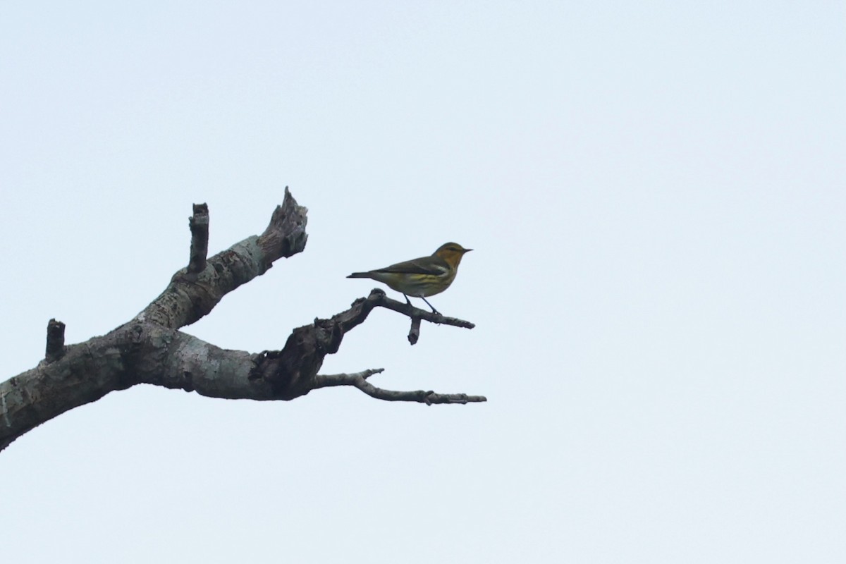 Cape May Warbler - ML641601807