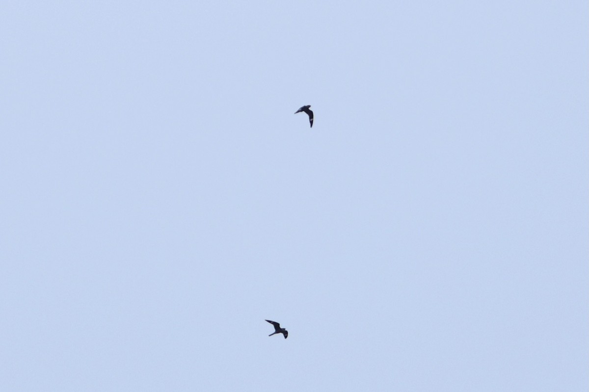 Common Nighthawk - ML641601810