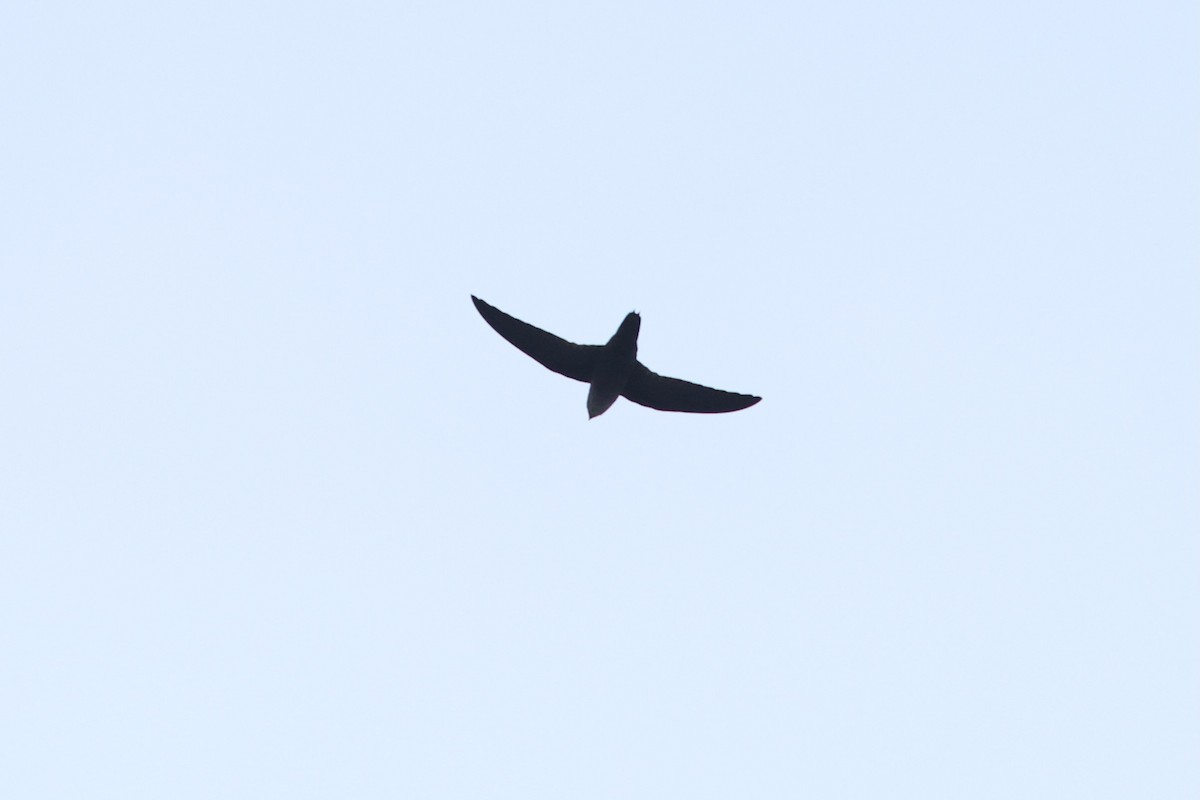 Chimney Swift - ML641601812