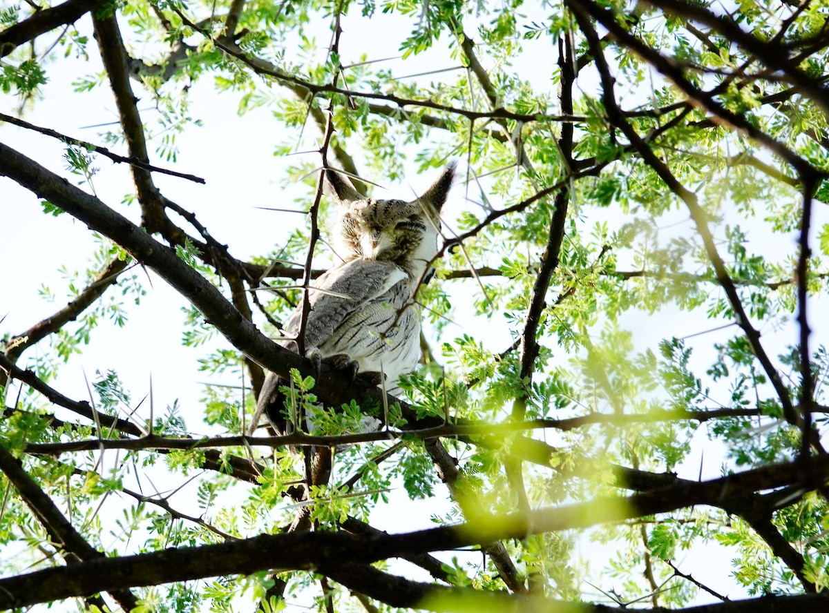 Northern White-faced Owl - ML641601887