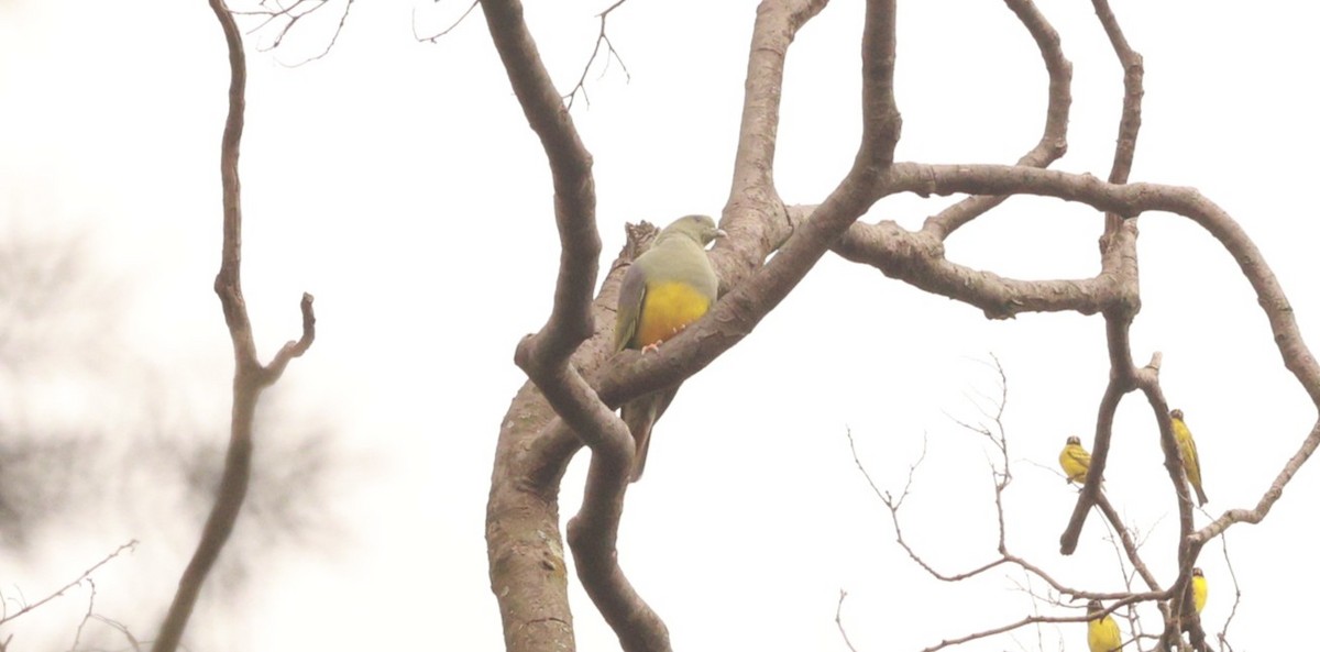 Bruce's Green-Pigeon - ML641601890
