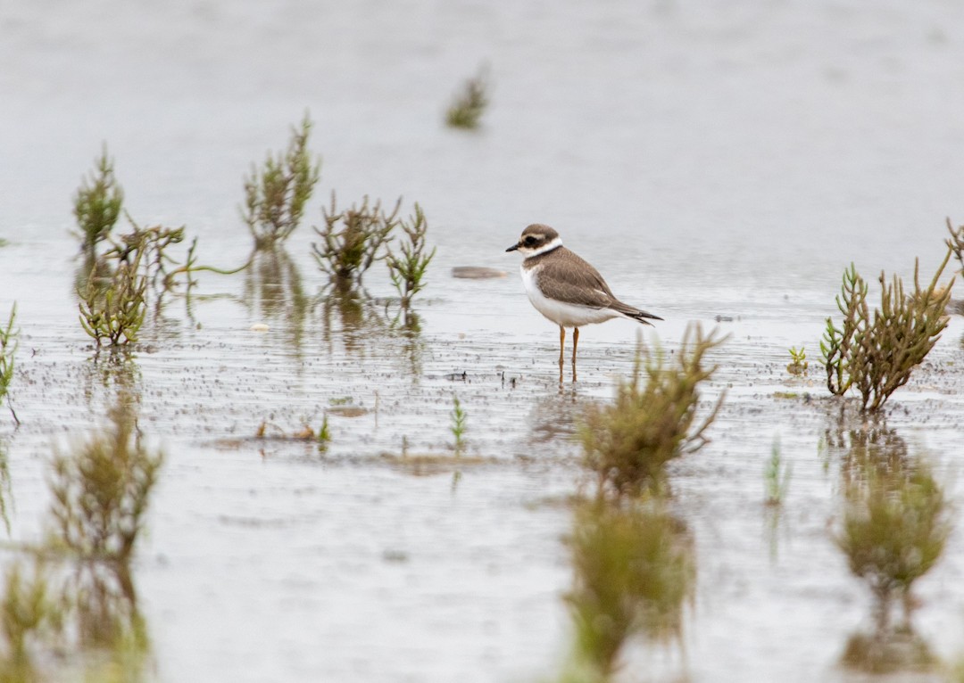 Common Ringed Plover - ML641601896
