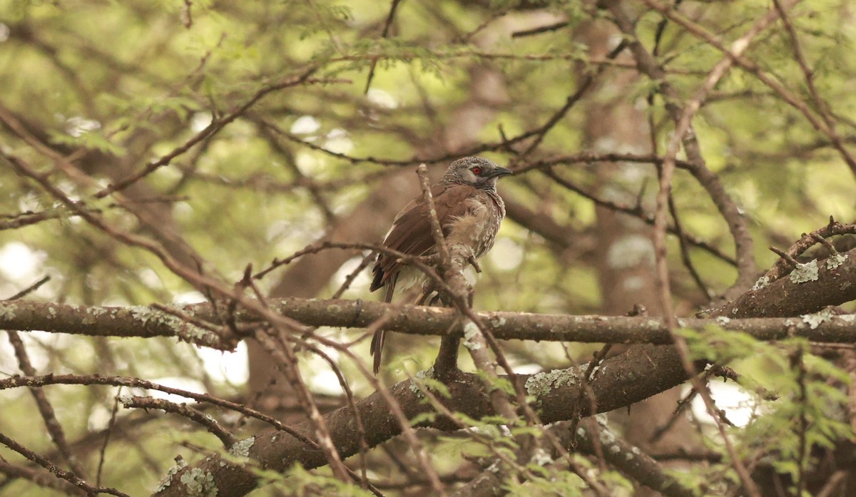 White-rumped Babbler - ML641601911
