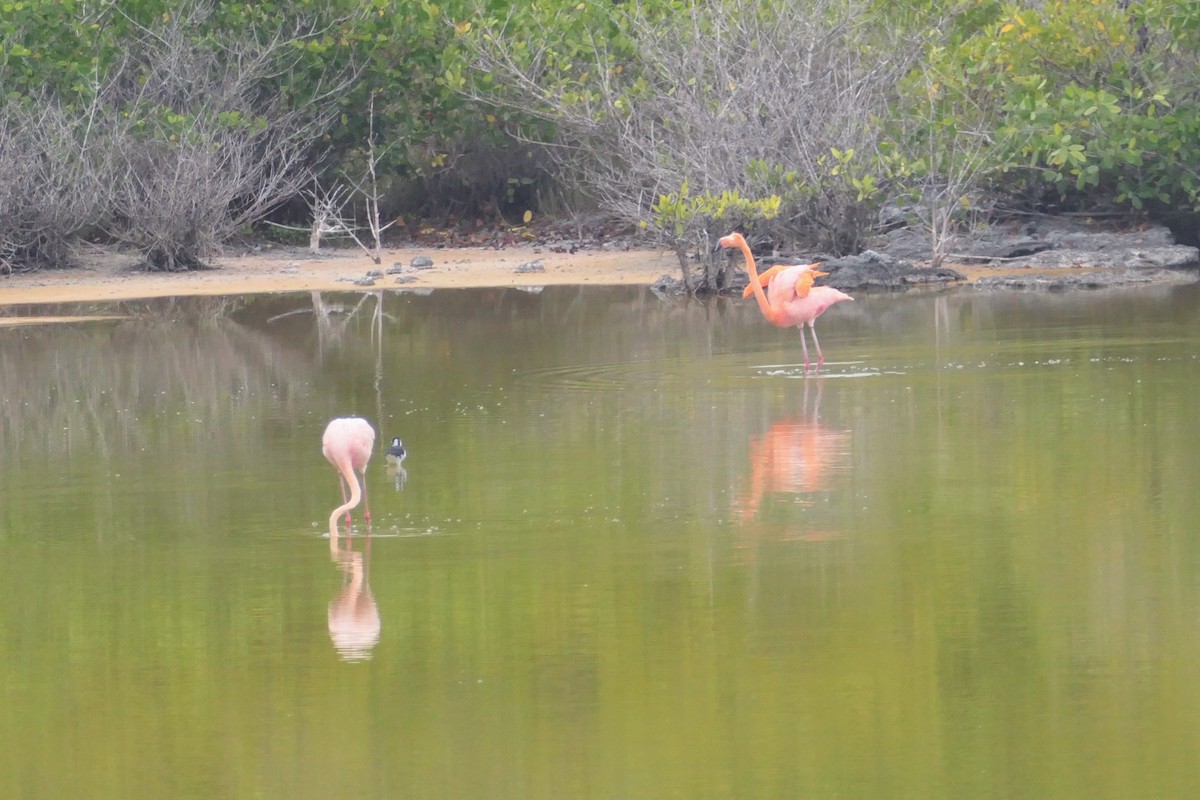 American Flamingo - ML641601913