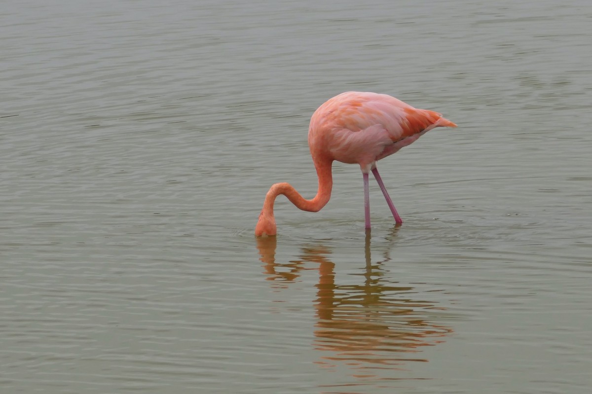 American Flamingo - ML641601914