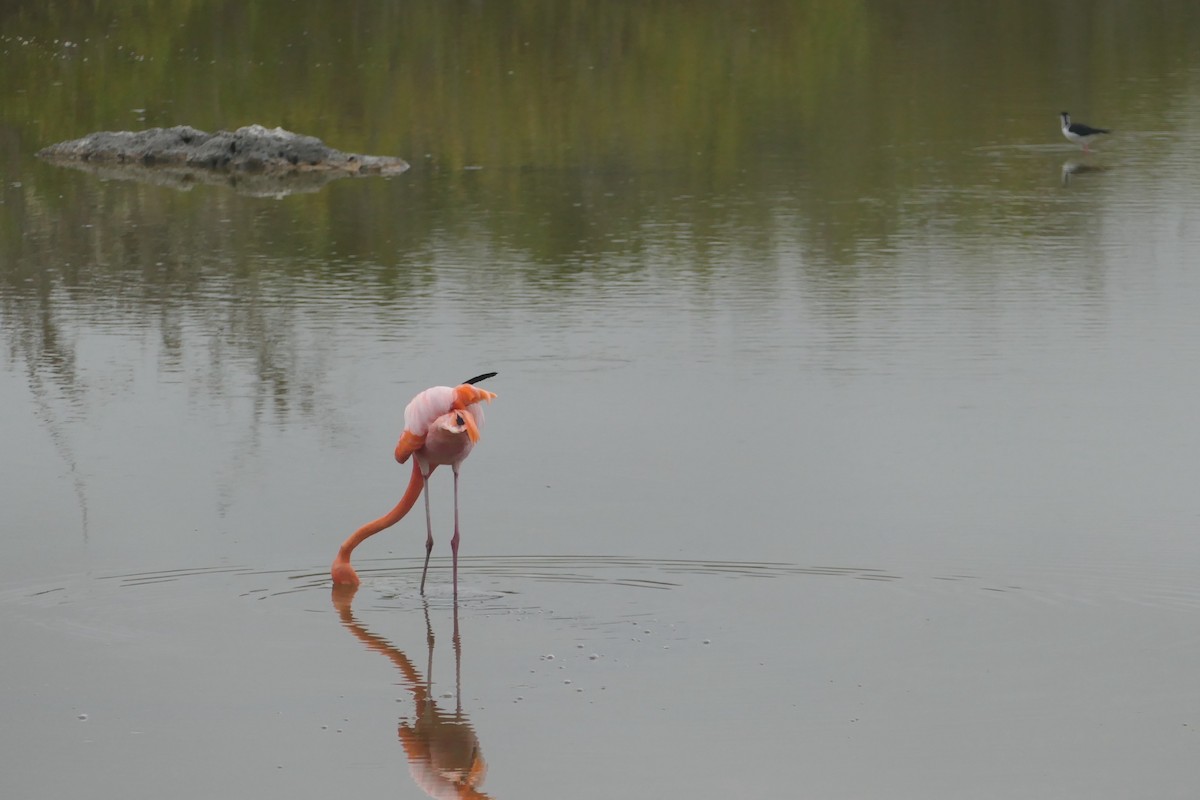 American Flamingo - ML641601925
