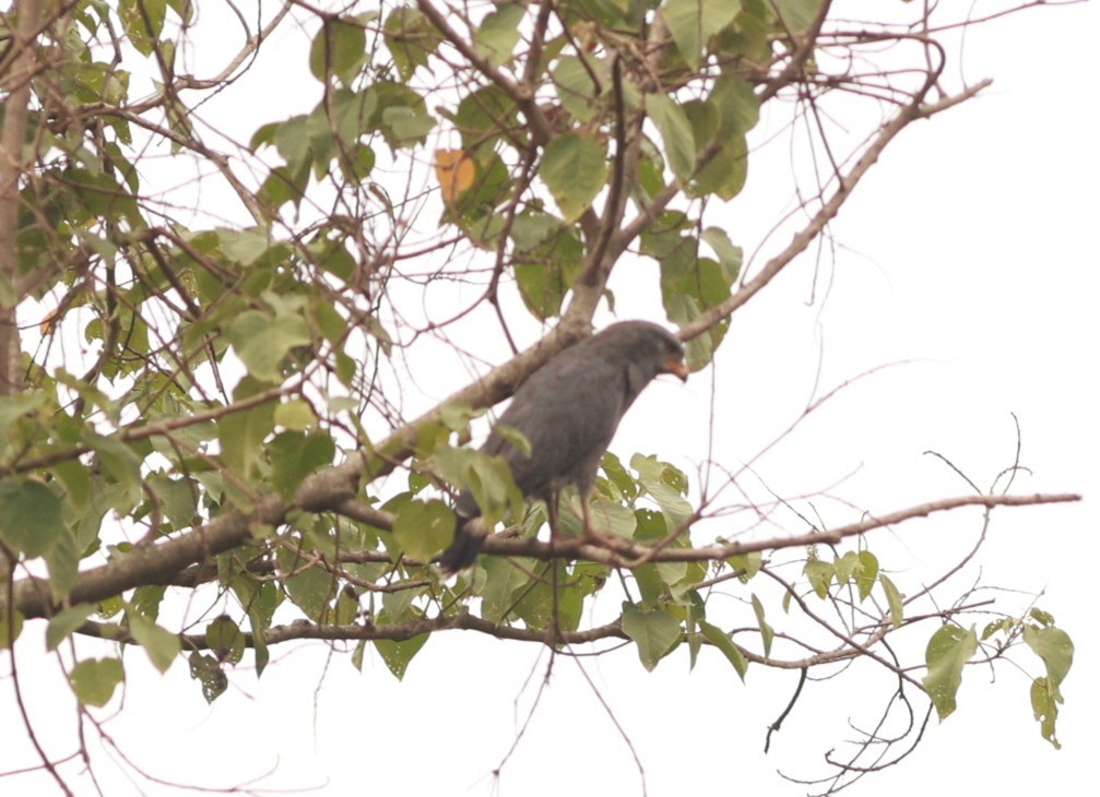 Western Banded Snake-Eagle - ML641601927