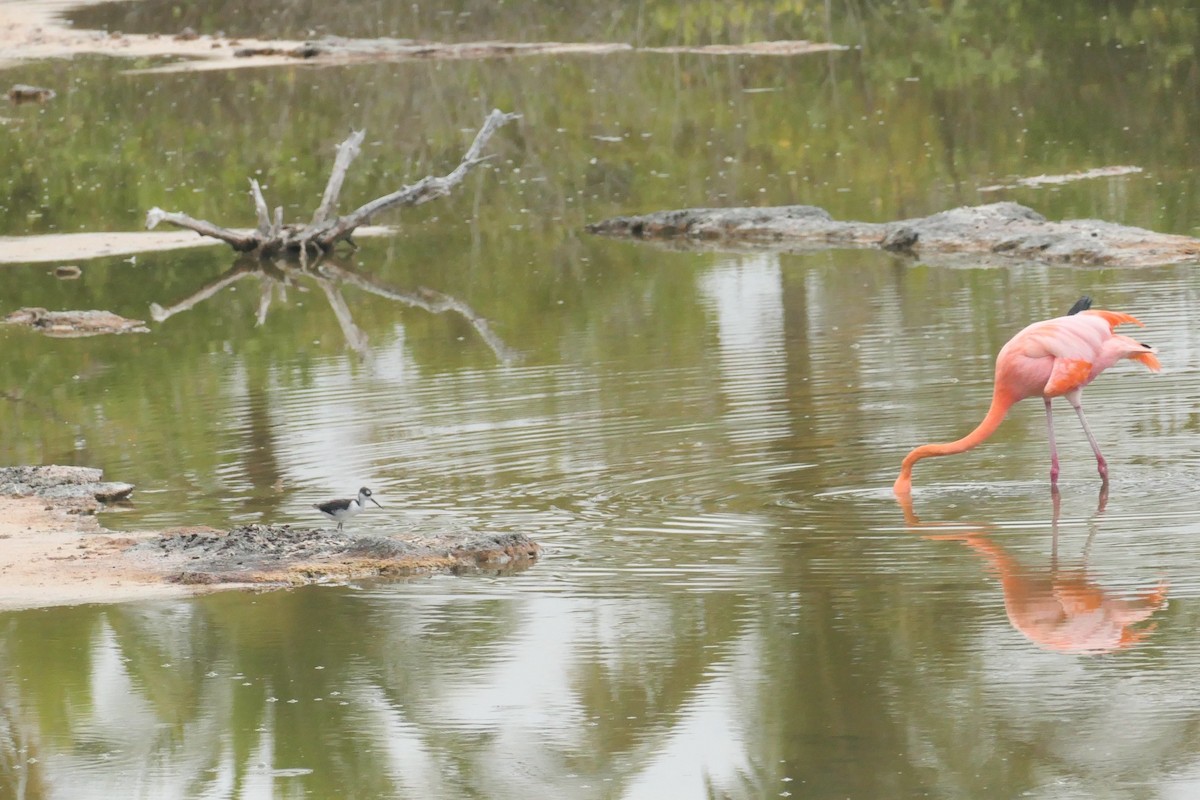 American Flamingo - ML641601930