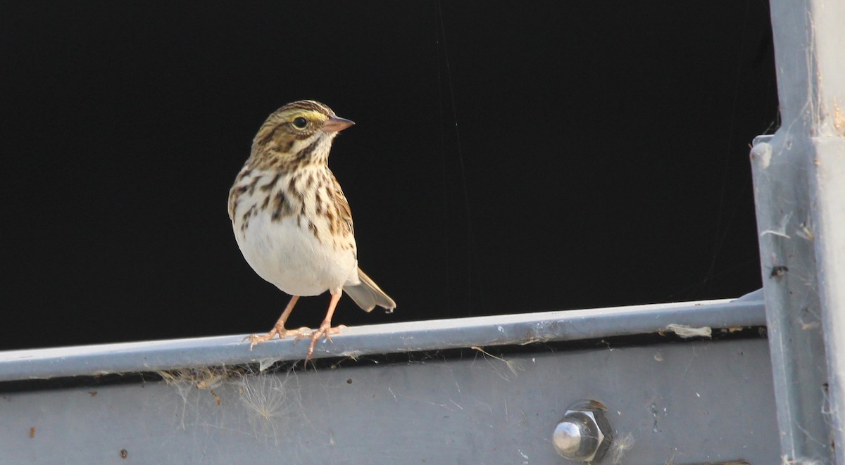 Savannah Sparrow - ML641602014