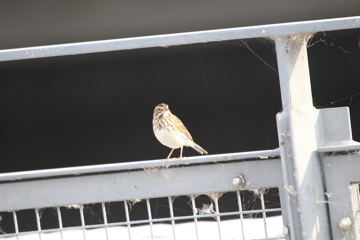 Savannah Sparrow - ML641602015