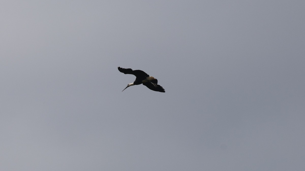 African Woolly-necked Stork - ML641602019