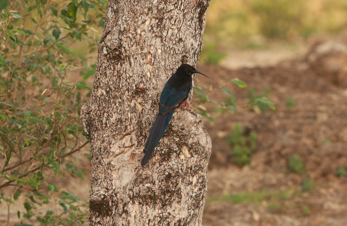 Black-billed Woodhoopoe - ML641602044