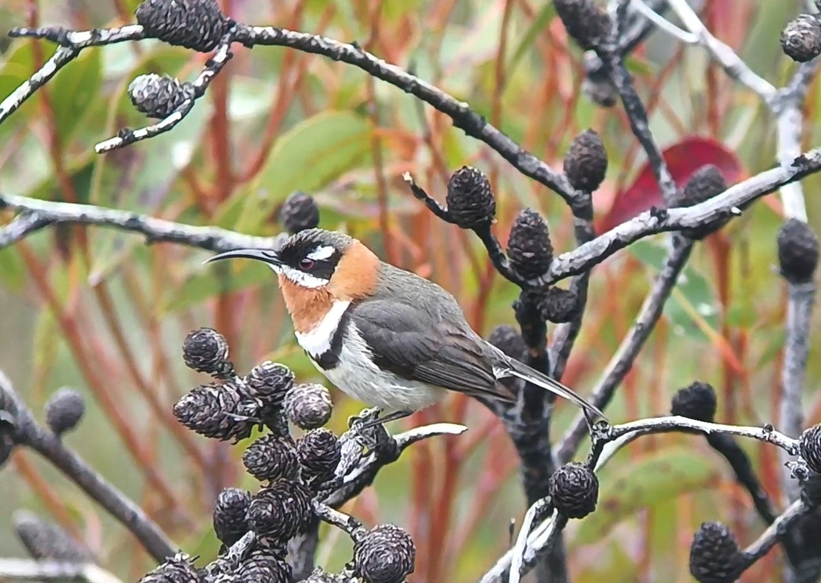 Western Spinebill - ML641602076