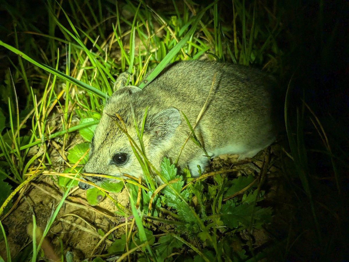 Fat-tailed Dunnart - ML641602081