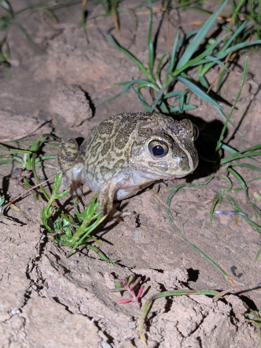 Desert Trilling Frog - ML641602082