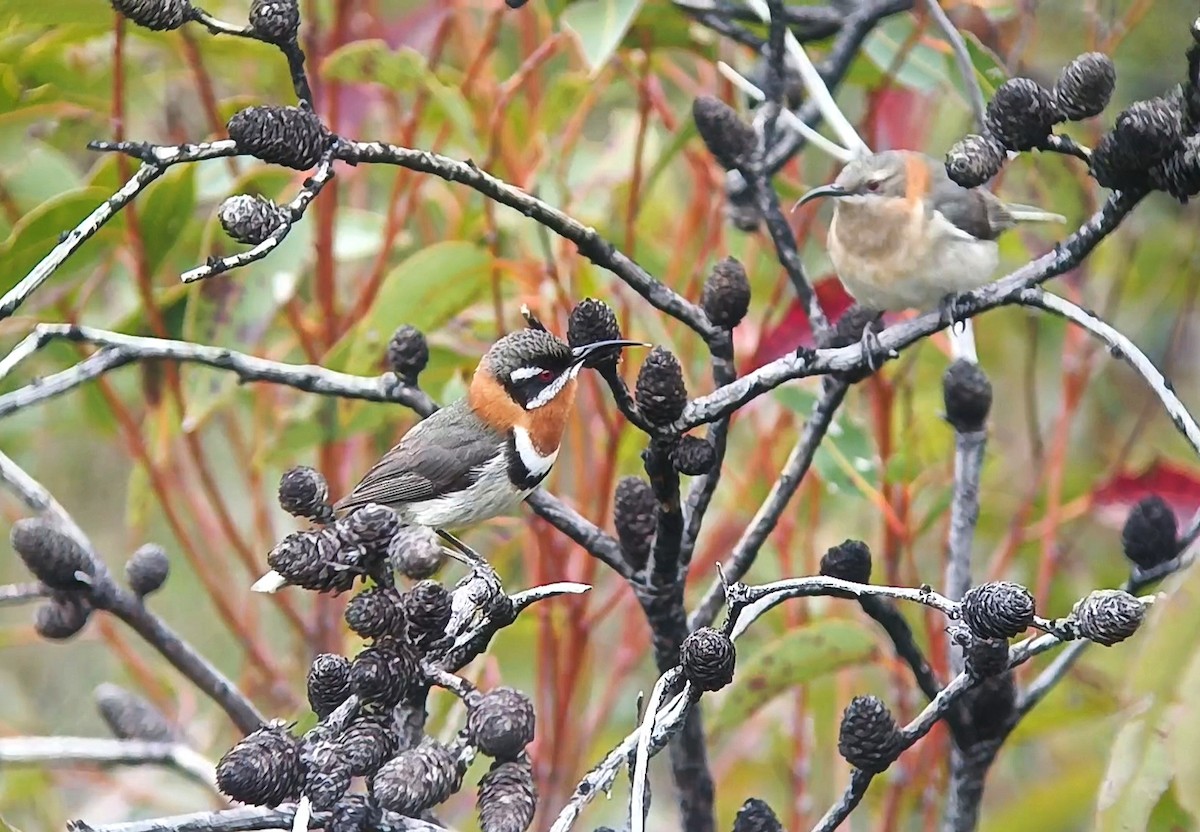 Western Spinebill - ML641602085