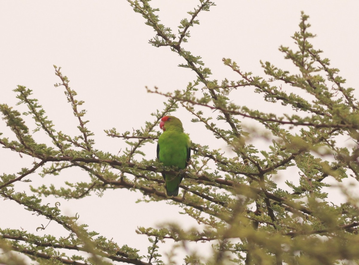 Black-winged Lovebird - ML641602097