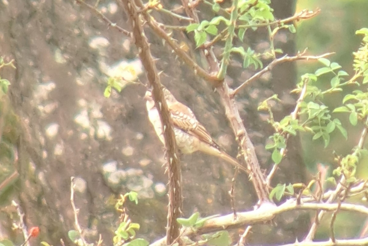 Woodchat Shrike - ML641602099