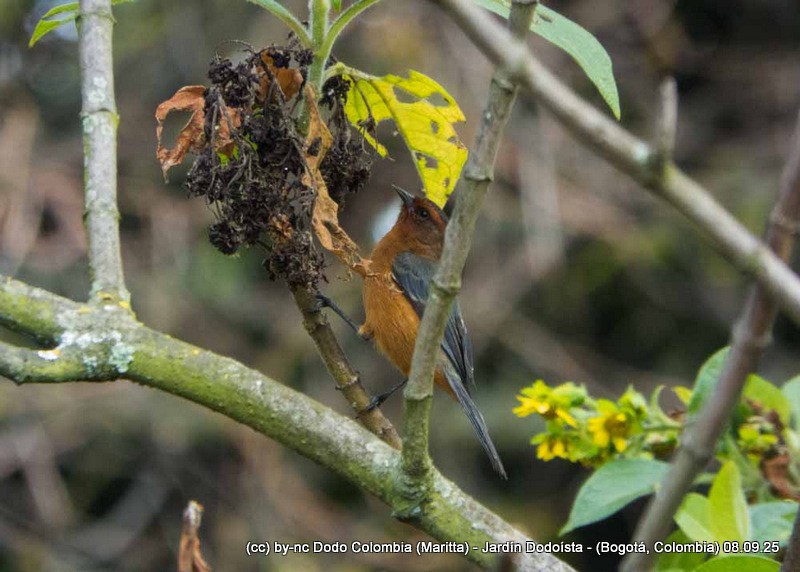 Rufous-browed Conebill - ML641602120