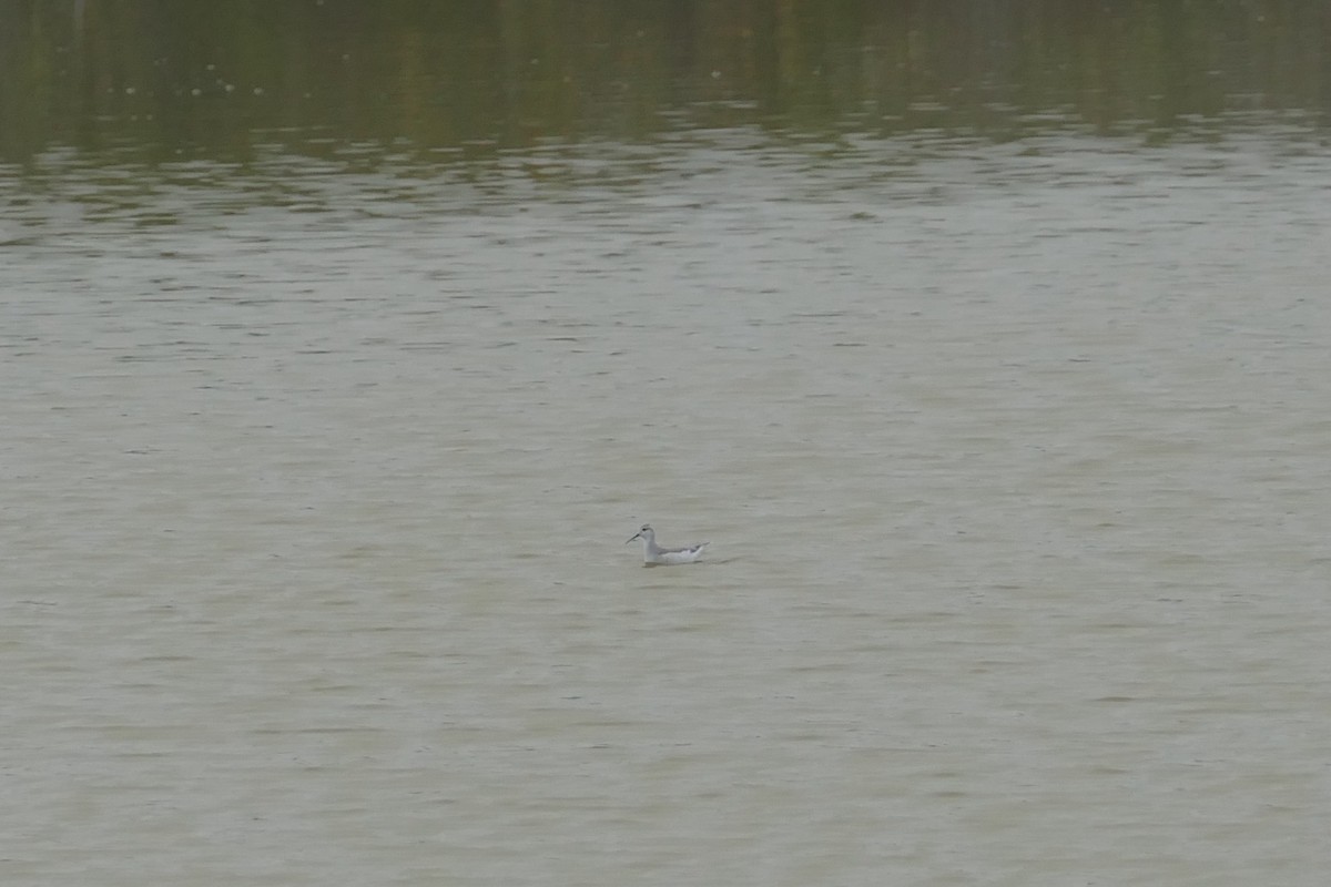 Wilson's Phalarope - ML641602123