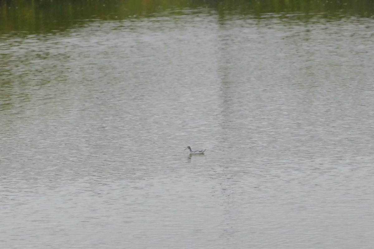 Wilson's Phalarope - ML641602124