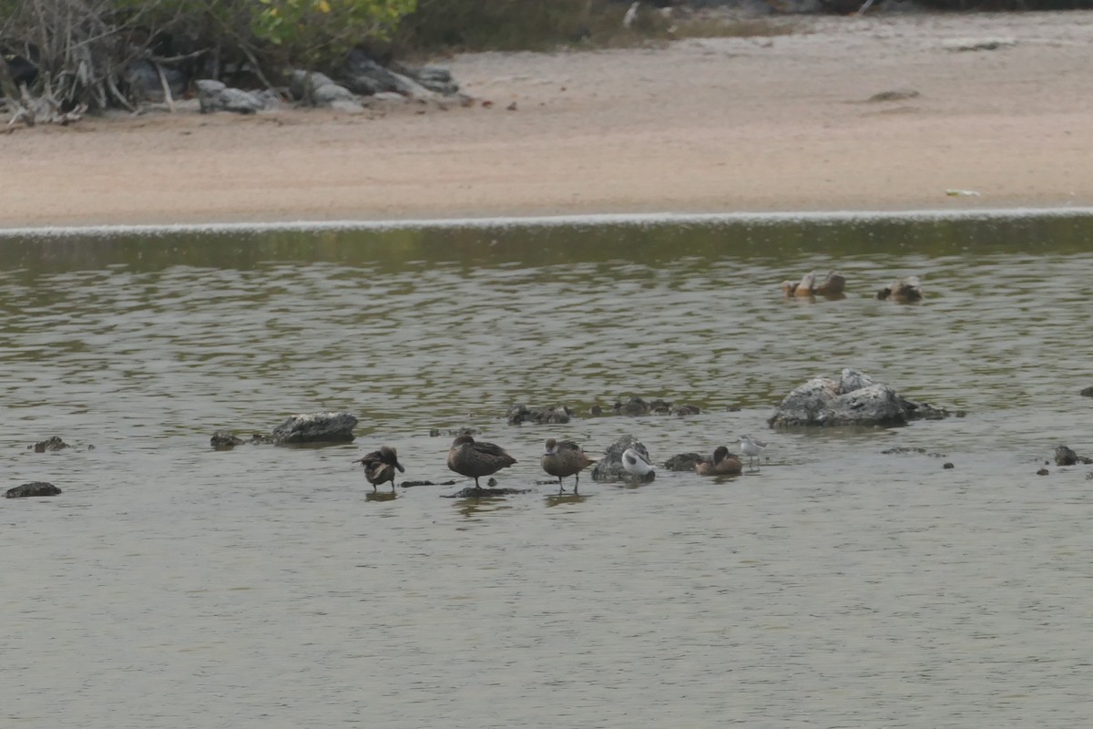 White-cheeked Pintail - ML641602128