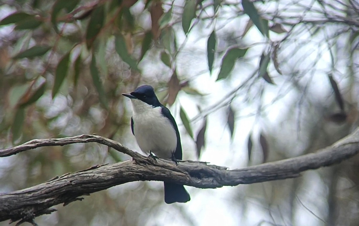 Restless Flycatcher - ML641602132