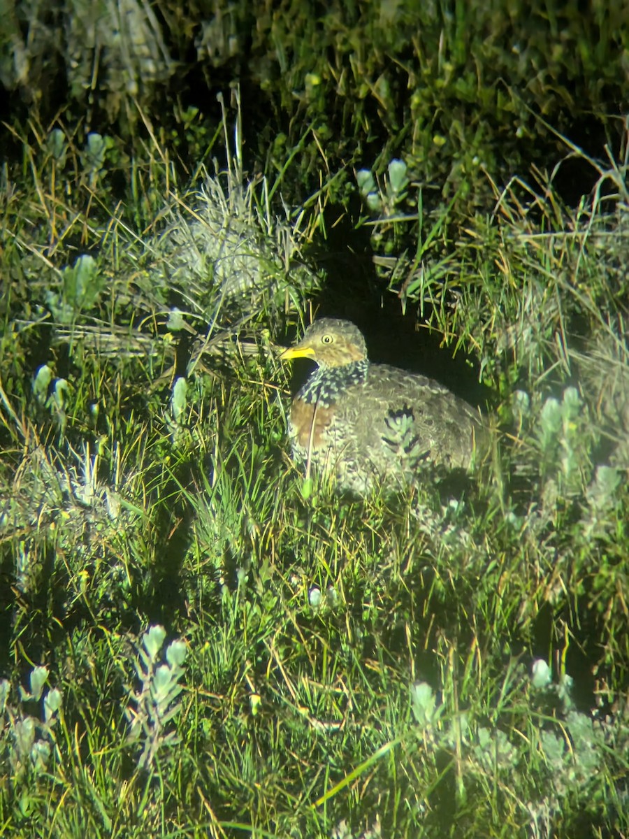 Plains-wanderer - ML641602133