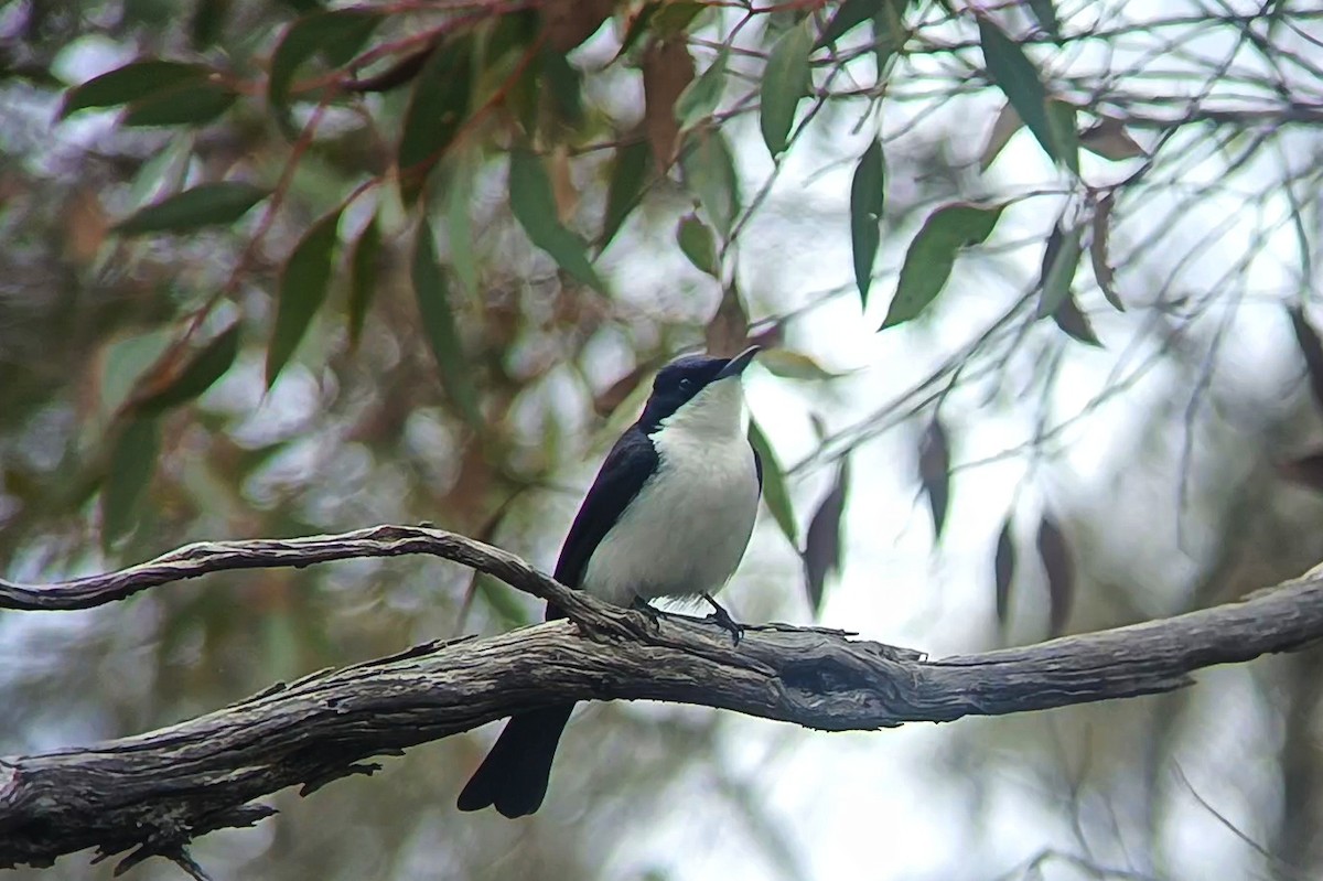 Restless Flycatcher - ML641602134