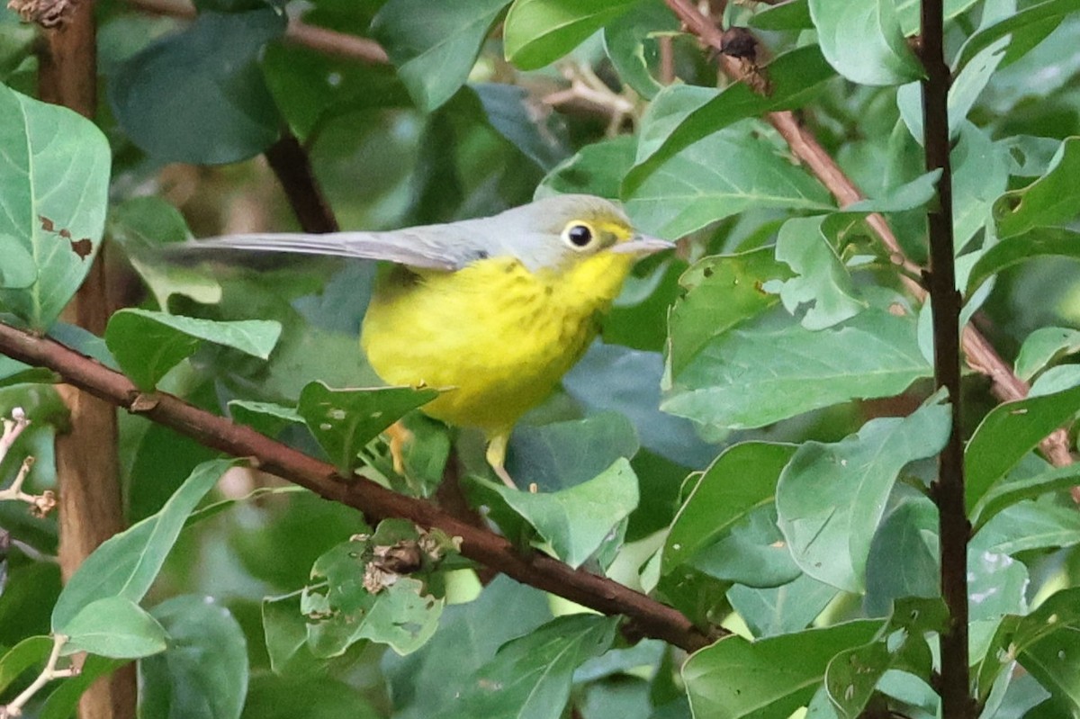 Canada Warbler - ML641602139