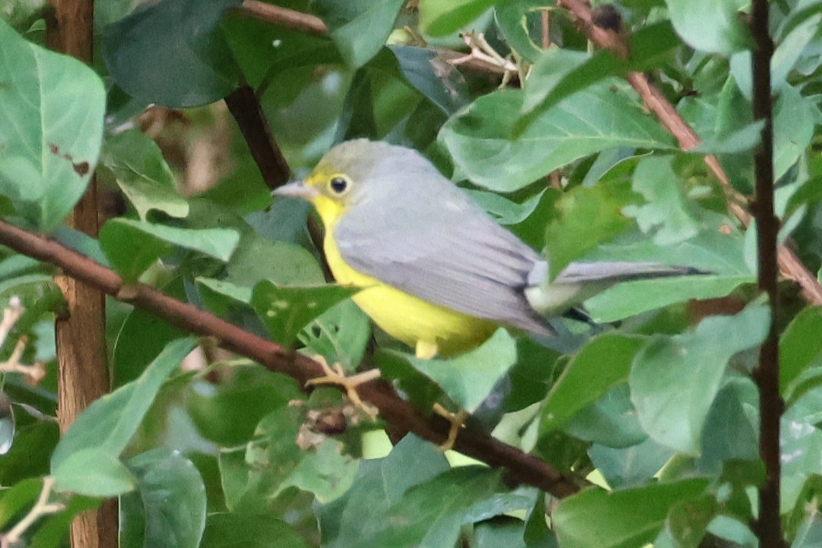 Canada Warbler - ML641602140
