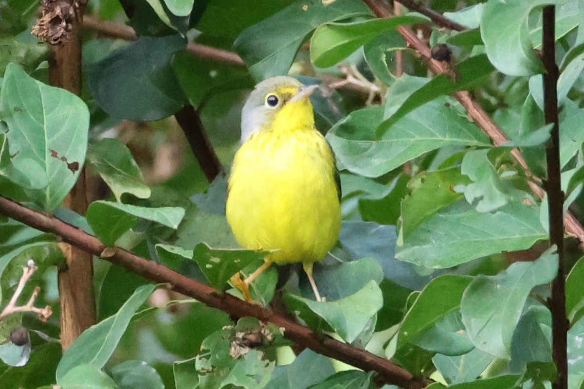 Canada Warbler - ML641602141
