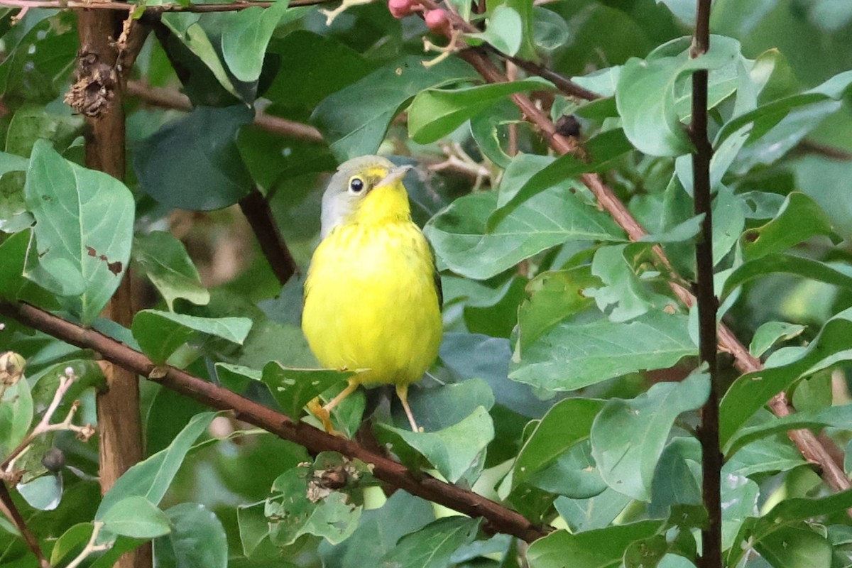 Canada Warbler - ML641602142
