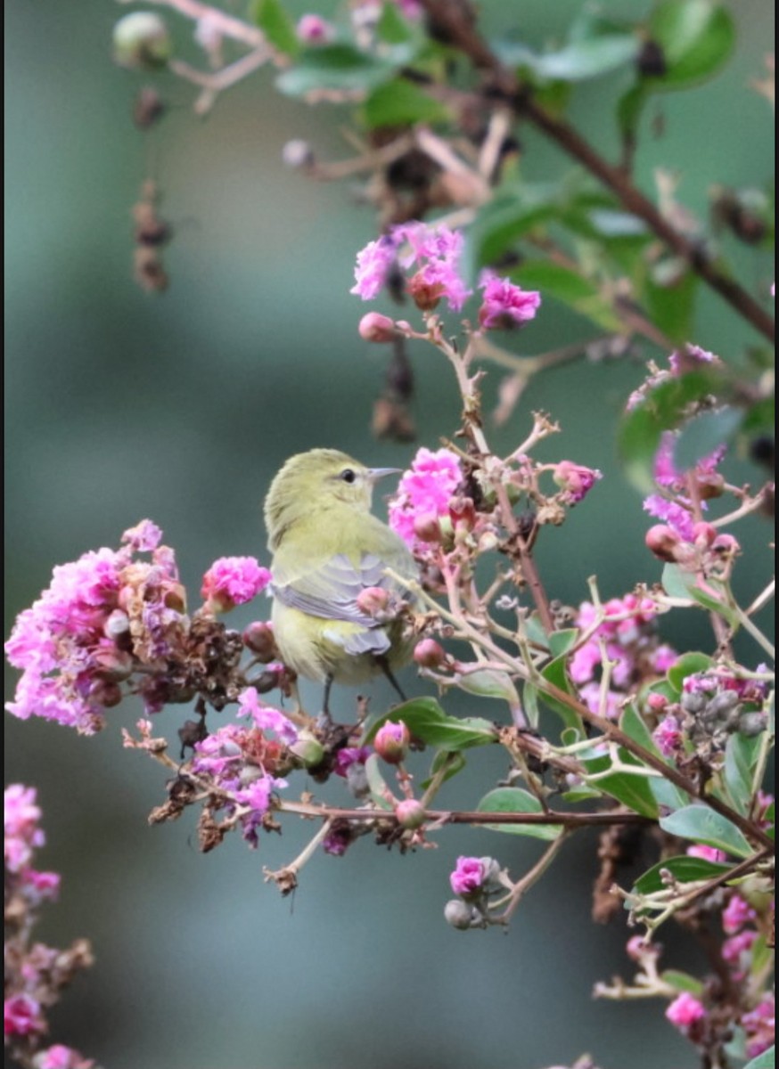 Tennessee Warbler - ML641602144