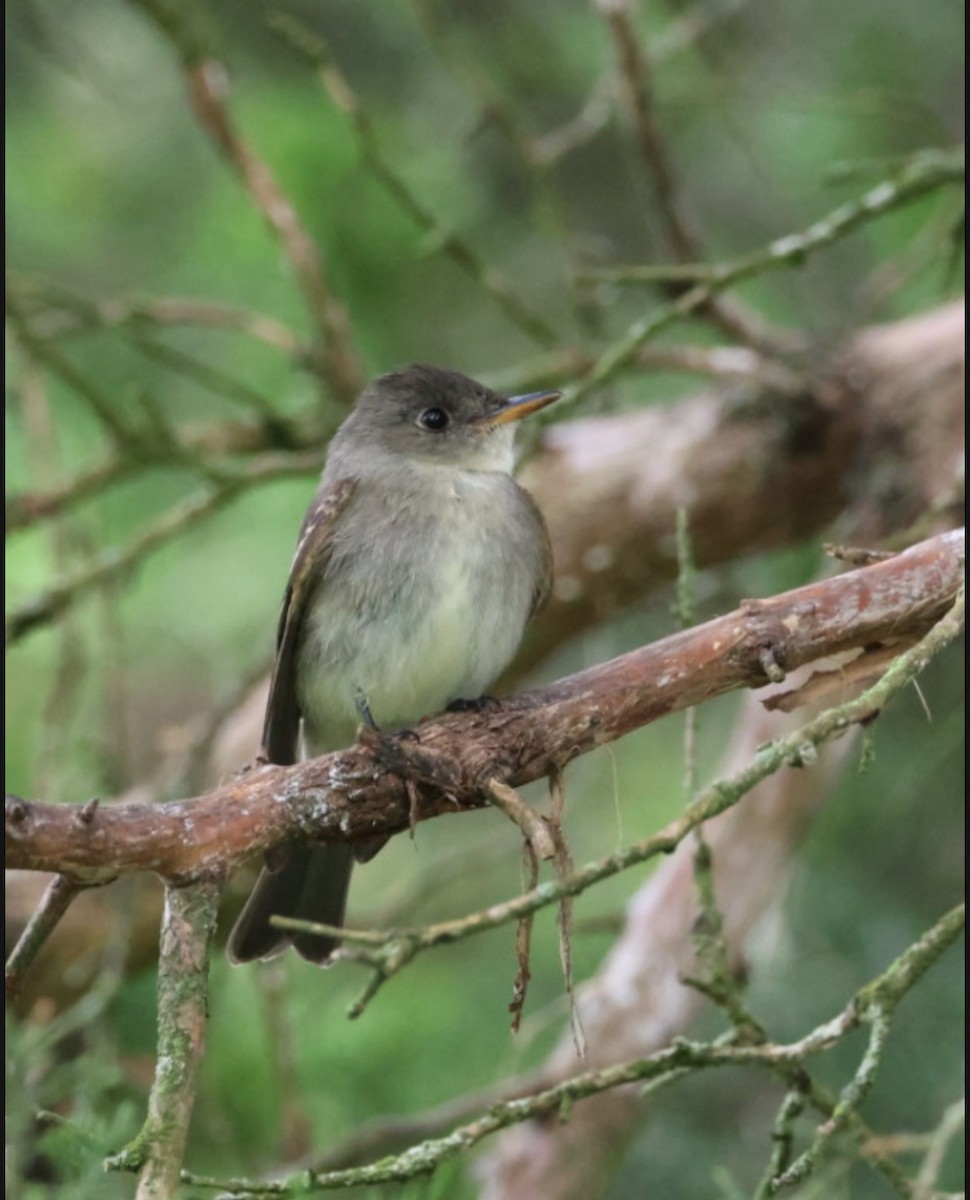Eastern Wood-Pewee - ML641602145