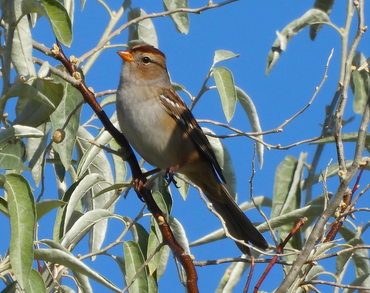 Bruant à couronne blanche - ML641602179