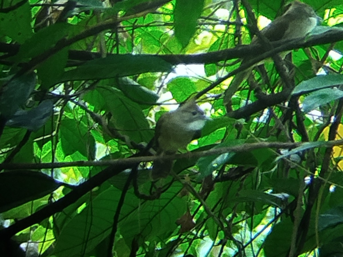 Ochraceous Bulbul - ML641602183