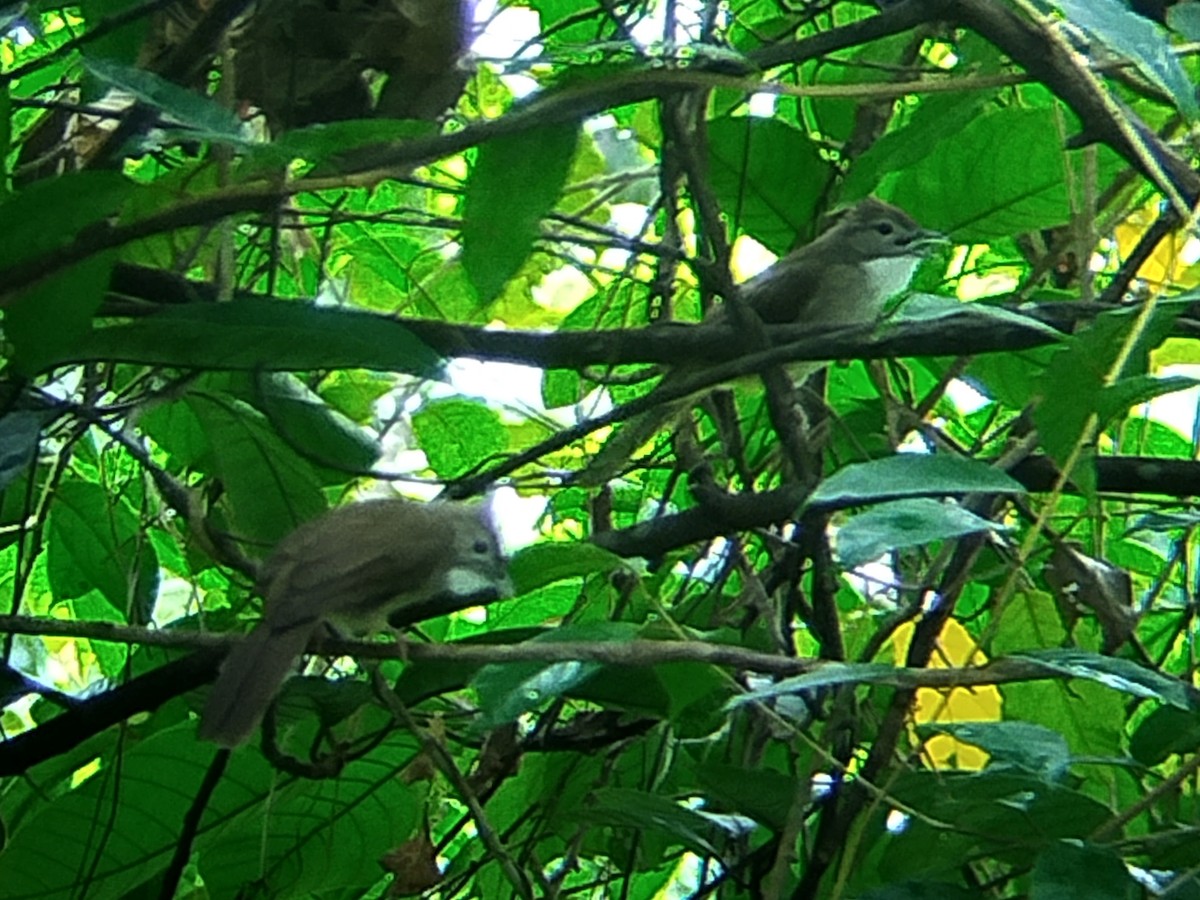 Ochraceous Bulbul - ML641602184