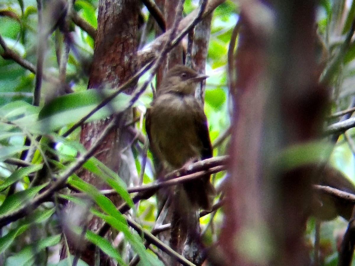 Red-eyed Bulbul - ML641602191