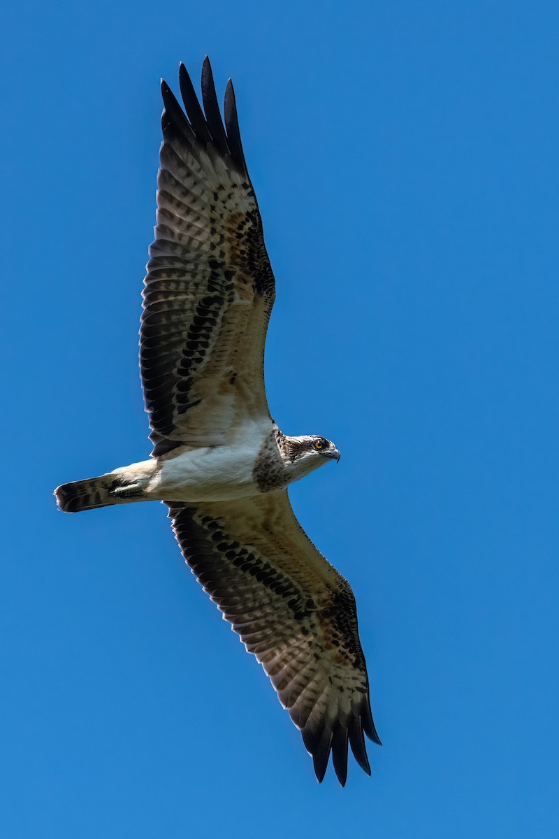 Osprey - ML641602200