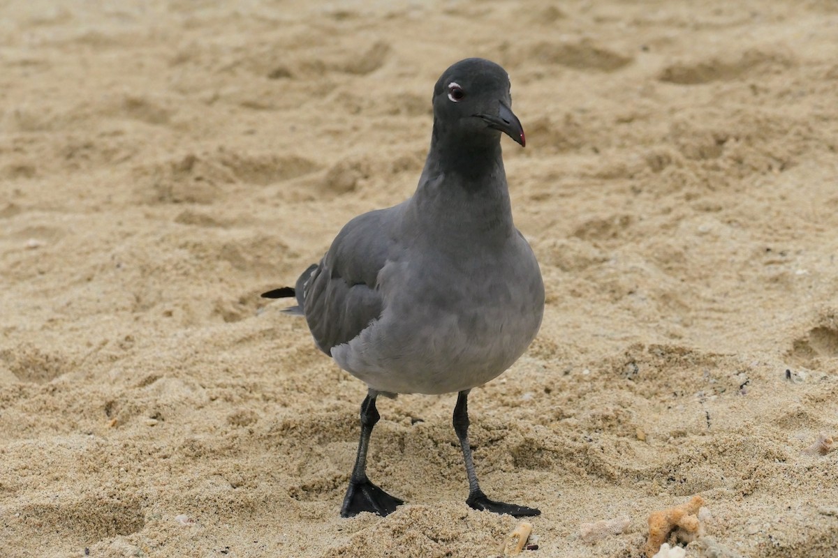 Lava Gull - ML641602201