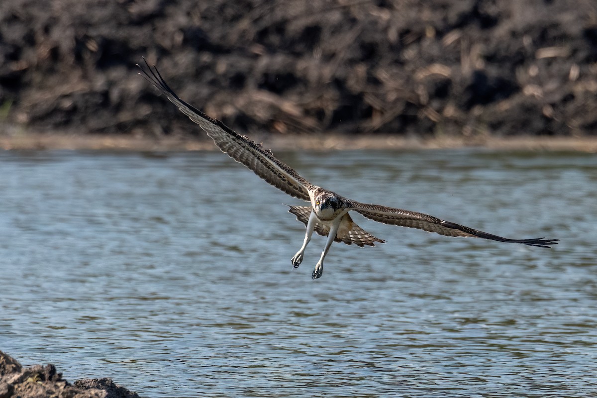 Osprey - ML641602209