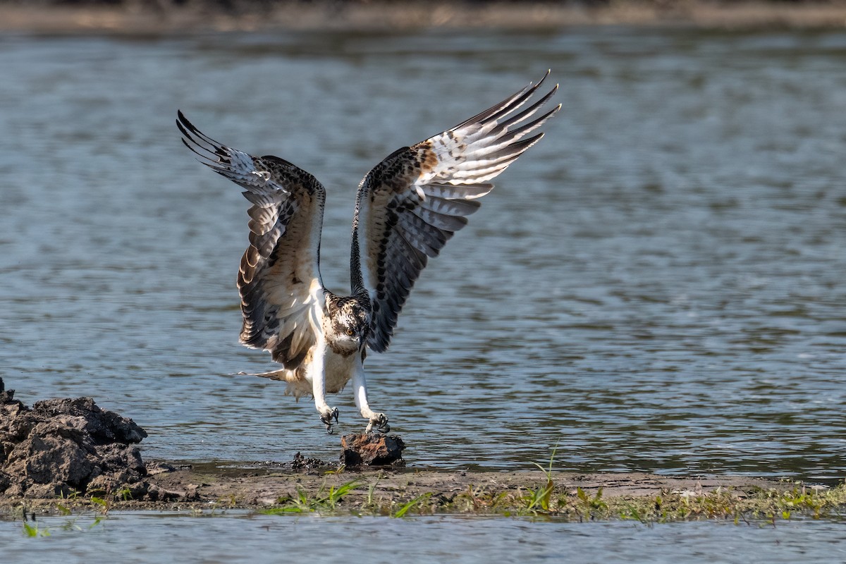 Osprey - ML641602210