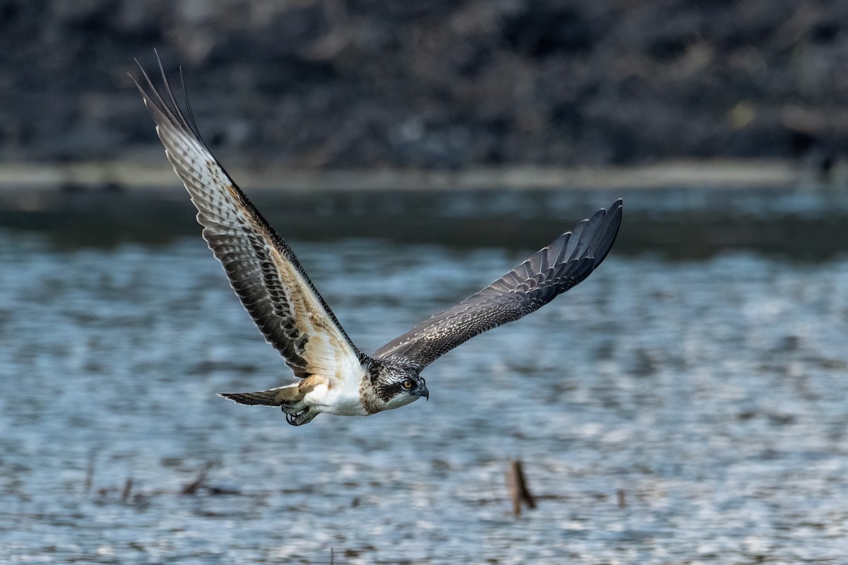 Osprey - ML641602216