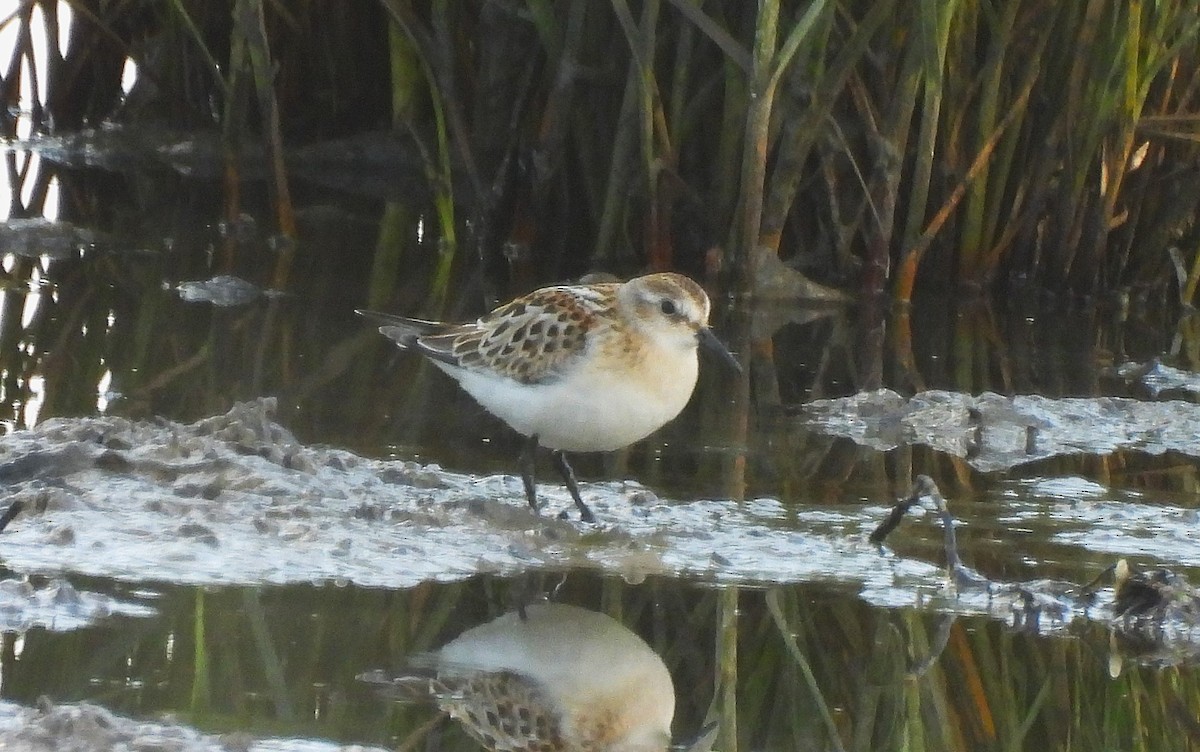 Little Stint - ML641602224