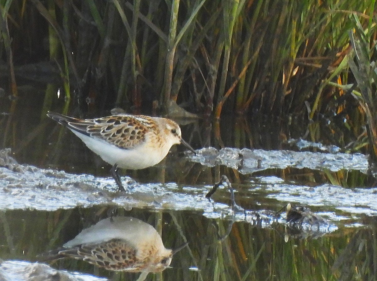Little Stint - ML641602229