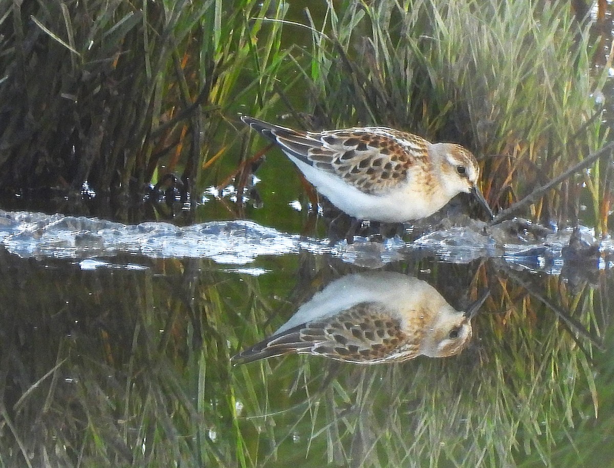 Little Stint - ML641602234
